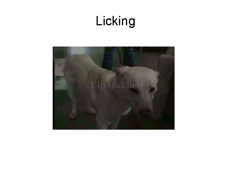 Licking 