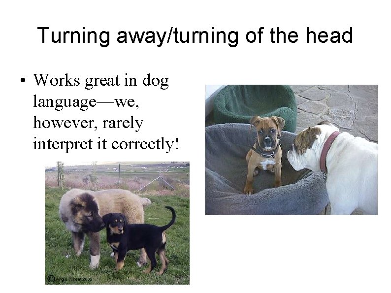 Turning away/turning of the head • Works great in dog language—we, however, rarely interpret