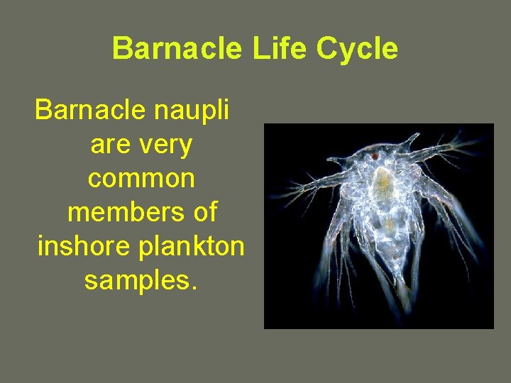 Barnacle Life Cycle Barnacle naupli are very common members of inshore plankton samples. 