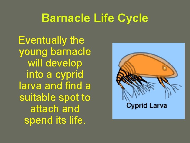 Barnacle Life Cycle Eventually the young barnacle will develop into a cyprid larva and