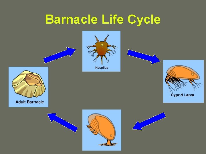 Barnacle Life Cycle 