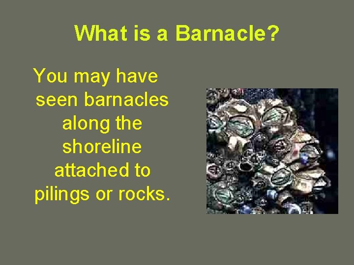 What is a Barnacle? You may have seen barnacles along the shoreline attached to