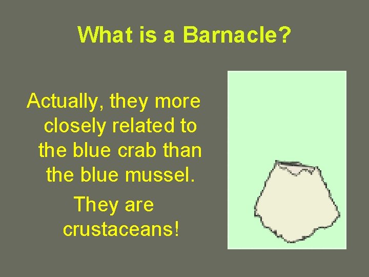 What is a Barnacle? Actually, they more closely related to the blue crab than