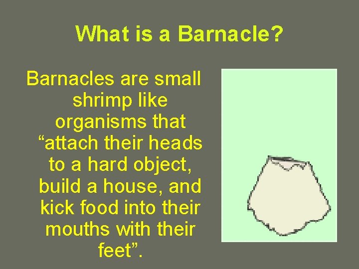What is a Barnacle? Barnacles are small shrimp like organisms that “attach their heads