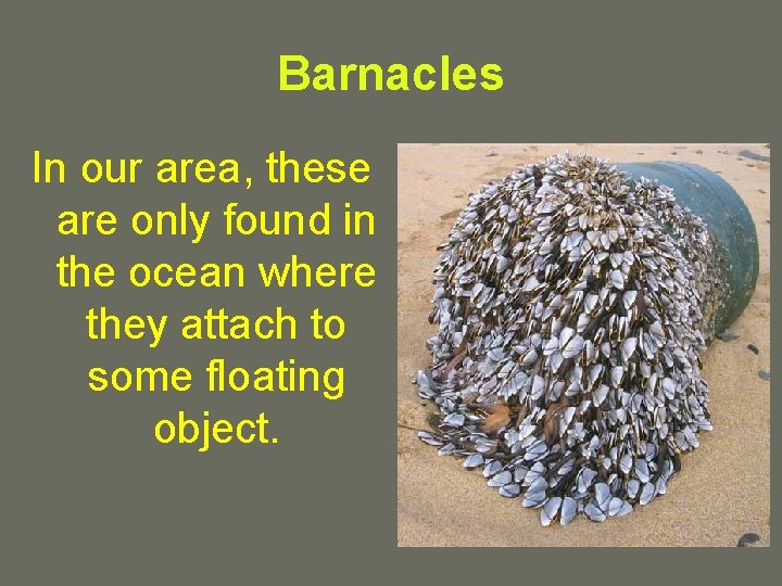 Barnacles In our area, these are only found in the ocean where they attach