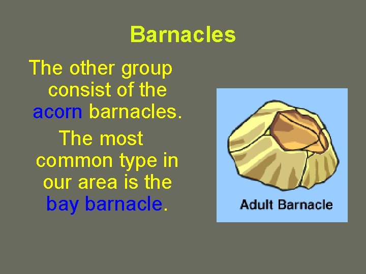 Barnacles The other group consist of the acorn barnacles. The most common type in