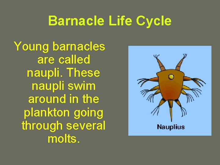 Barnacle Life Cycle Young barnacles are called naupli. These naupli swim around in the