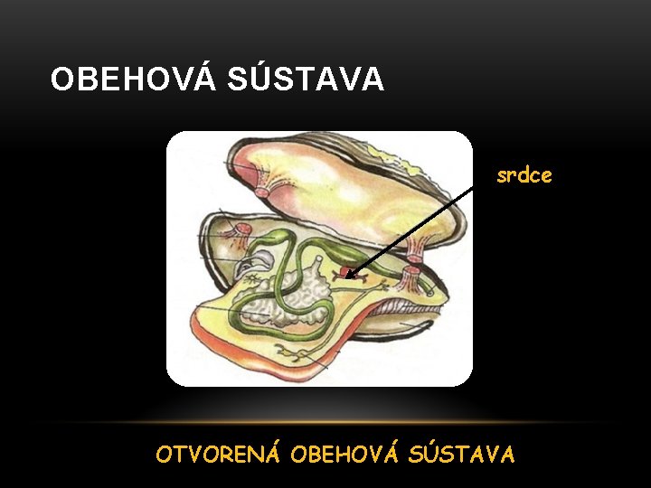 OBEHOVÁ SÚSTAVA srdce OTVORENÁ OBEHOVÁ SÚSTAVA 