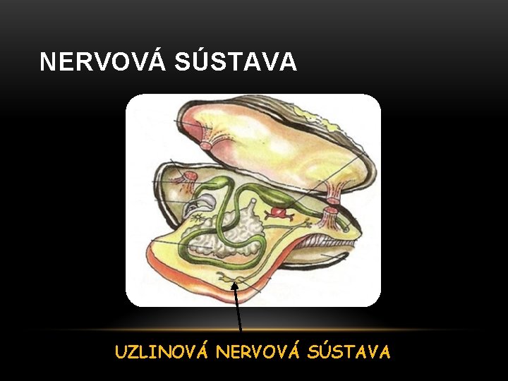 NERVOVÁ SÚSTAVA UZLINOVÁ NERVOVÁ SÚSTAVA 