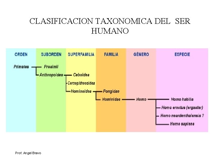 CLASIFICACION TAXONOMICA DEL SER HUMANO Prof. Angel Bravo 