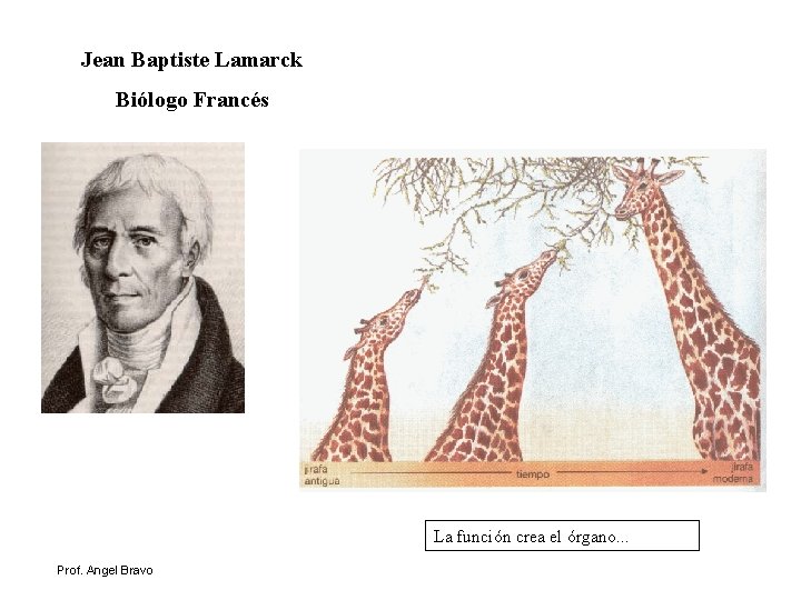 Jean Baptiste Lamarck Biólogo Francés La función crea el órgano. . . Prof. Angel