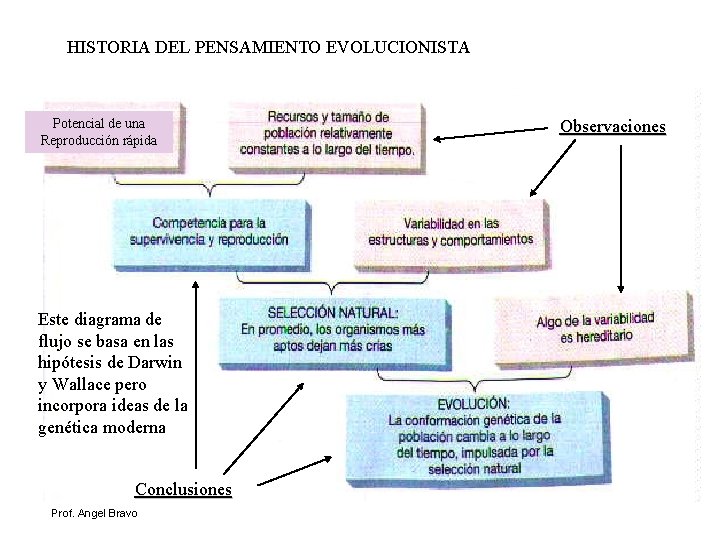 HISTORIA DEL PENSAMIENTO EVOLUCIONISTA Potencial de una Reproducción rápida Este diagrama de flujo se