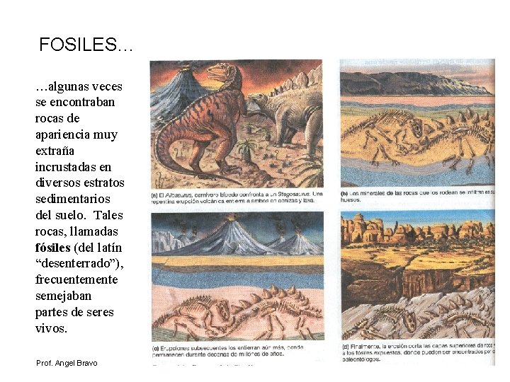 FOSILES… …algunas veces se encontraban rocas de apariencia muy extraña incrustadas en diversos estratos
