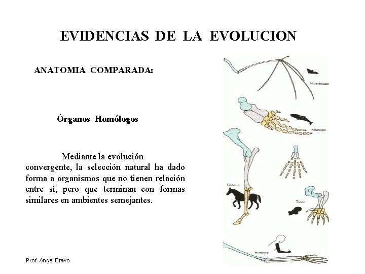 EVIDENCIAS DE LA EVOLUCION ANATOMIA COMPARADA: Órganos Homólogos Mediante la evolución convergente, la selección