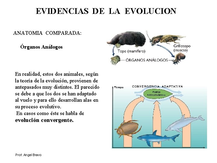 EVIDENCIAS DE LA EVOLUCION ANATOMIA COMPARADA: Órganos Análogos En realidad, estos dos animales, según