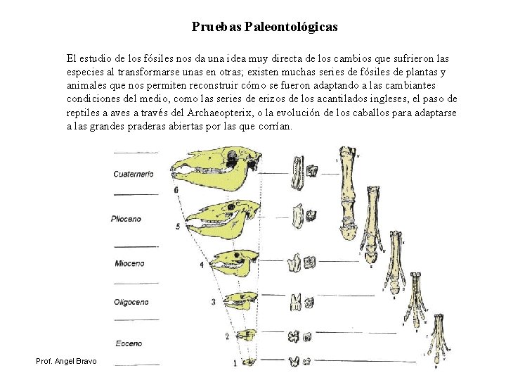 Pruebas Paleontológicas El estudio de los fósiles nos da una idea muy directa de