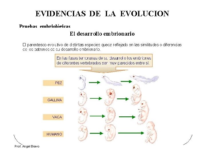 EVIDENCIAS DE LA EVOLUCION Pruebas embriológicas Prof. Angel Bravo 