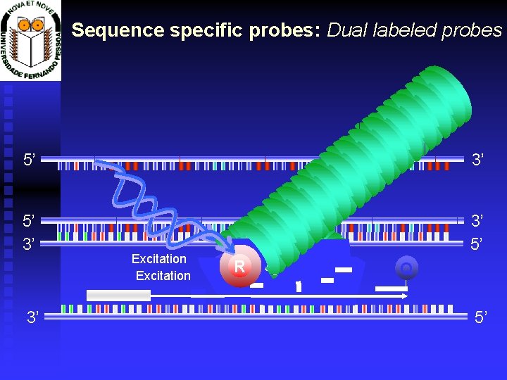 Sequence specific probes: Dual labeled probes 5’ 3’ 3’ 5’ RR R 3’ Excitation