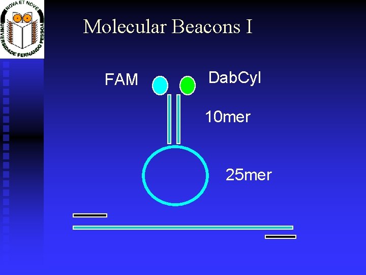 Molecular Beacons I FAM Dab. Cyl 10 mer 25 mer 