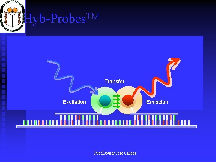 TM Hyb-Probes Oligo 1: Fluorescein Oligo 2: Quencher Transfer Excitation Emission Prof. Doutor José