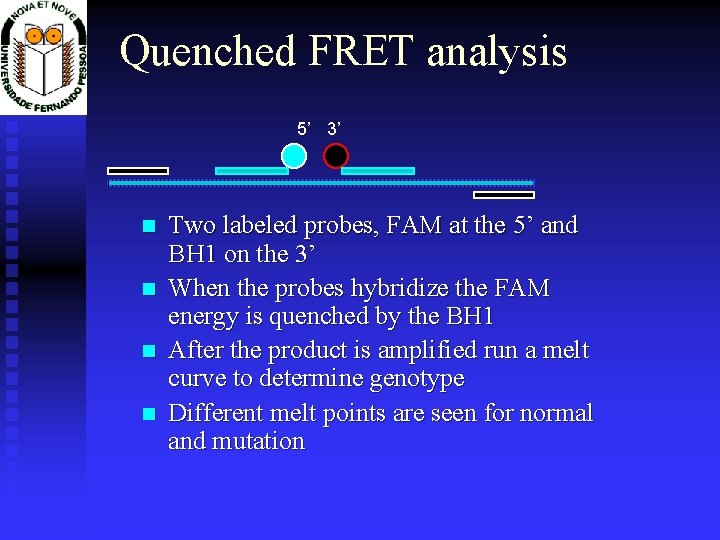 Quenched FRET analysis 5’ 3’ Two labeled probes, FAM at the 5’ and BH