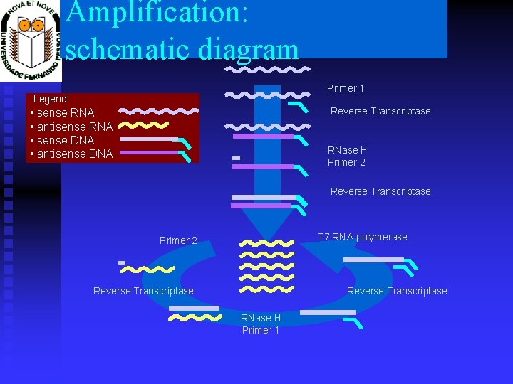 Amplification: schematic diagram Primer 1 Legend: Reverse Transcriptase • sense RNA • antisense RNA