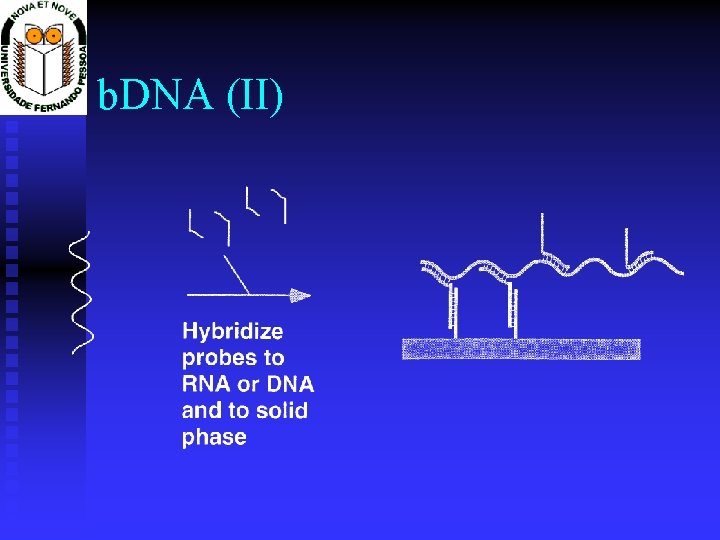 b. DNA (II) 
