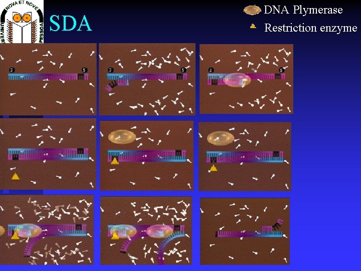 SDA DNA Plymerase Restriction enzyme 