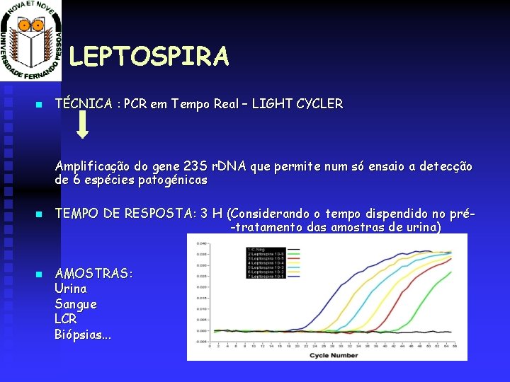 LEPTOSPIRA TÉCNICA : PCR em Tempo Real – LIGHT CYCLER Amplificação do gene 23