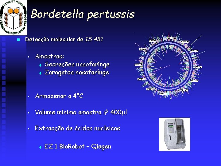 Bordetella pertussis Detecção molecular de IS 481 § Amostras: t Secreções nasofarínge t Zaragatoa