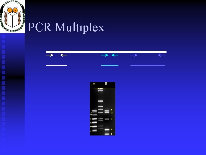 PCR Multiplex 