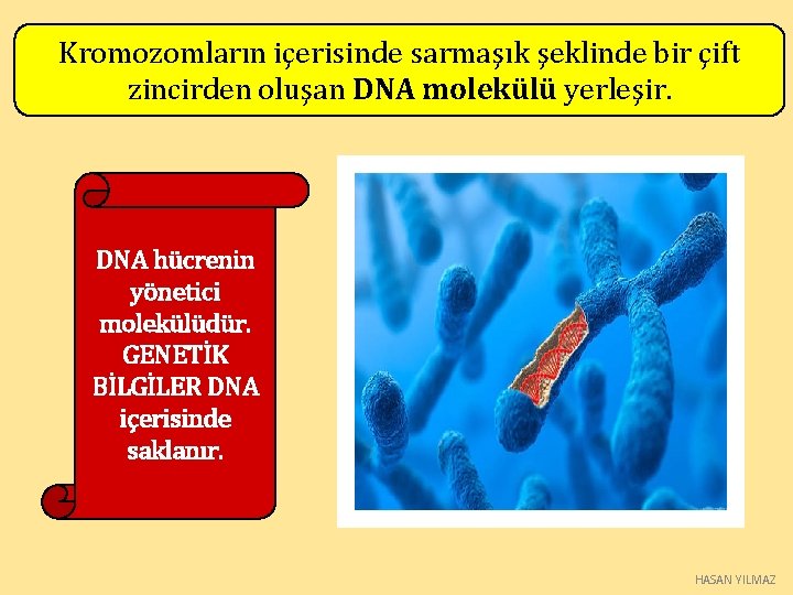 Kromozomların içerisinde sarmaşık şeklinde bir çift zincirden oluşan DNA molekülü yerleşir. DNA hücrenin yönetici