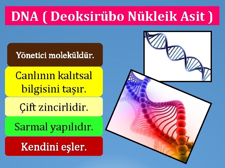 DNA ( Deoksirübo Nükleik Asit ) Yönetici moleküldür. Canlının kalıtsal bilgisini taşır. Çift zincirlidir.