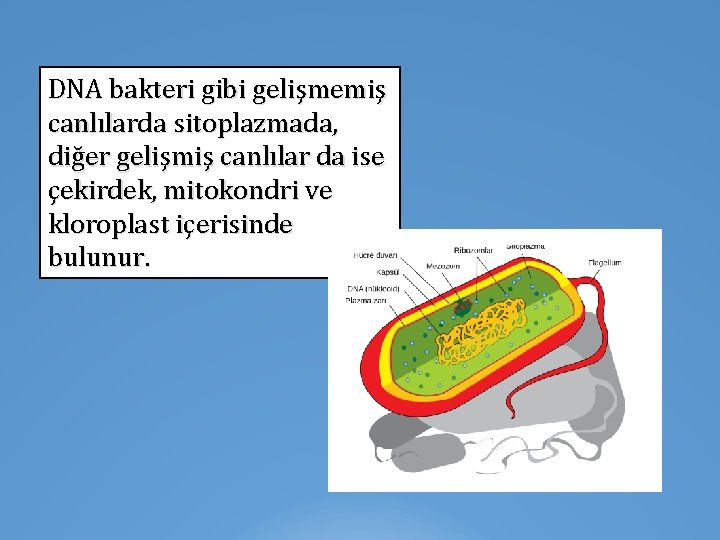 DNA bakteri gibi gelişmemiş canlılarda sitoplazmada, diğer gelişmiş canlılar da ise çekirdek, mitokondri ve