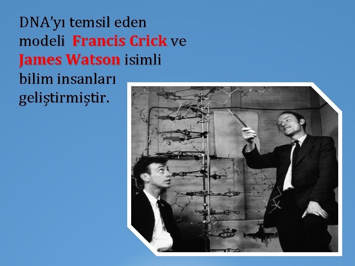 DNA’yı temsil eden modeli Francis Crick ve James Watson isimli bilim insanları geliştirmiştir. 