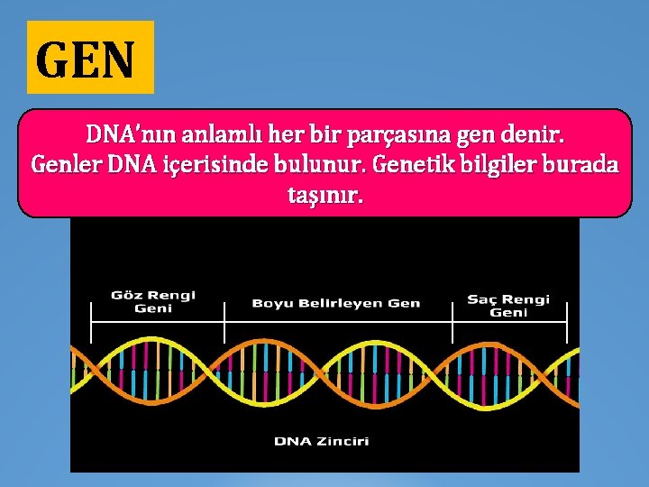 GEN DNA’nın anlamlı her bir parçasına gen denir. Genler DNA içerisinde bulunur. Genetik bilgiler