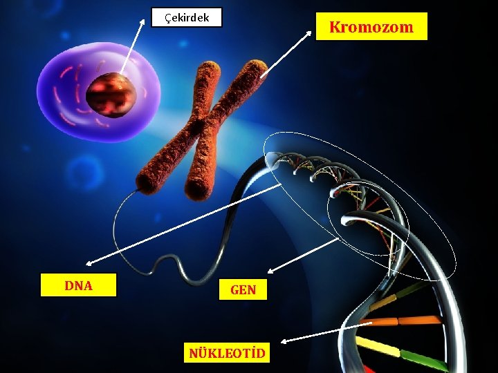 Çekirdek DNA Kromozom GEN NÜKLEOTİD 