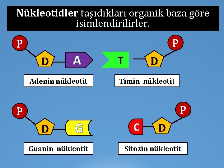 Nükleotidler taşıdıkları organik baza göre isimlendirilirler. P P D A Adenin nükleotit T D