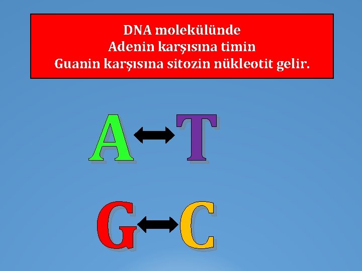 DNA molekülünde Adenin karşısına timin Guanin karşısına sitozin nükleotit gelir. A G T C