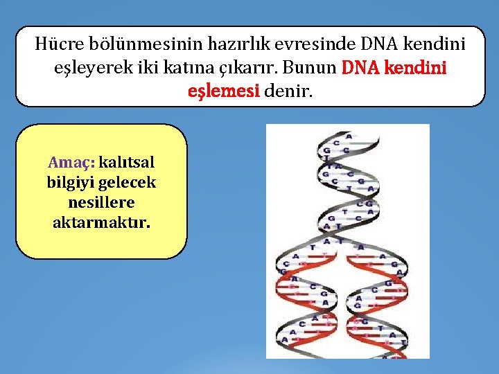 Hücre bölünmesinin hazırlık evresinde DNA kendini eşleyerek iki katına çıkarır. Bunun DNA kendini eşlemesi