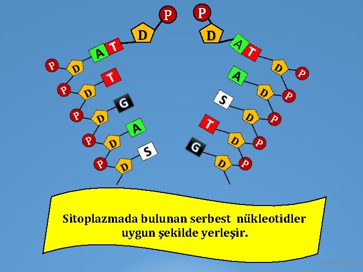 P T D P D A Sitoplazmada bulunan serbest nükleotidler uygun şekilde yerleşir. HASAN