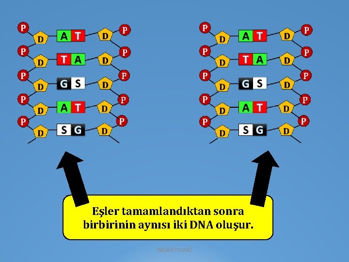 Eşler tamamlandıktan sonra birbirinin aynısı iki DNA oluşur. HASAN YILMAZ 