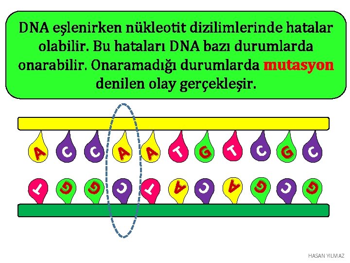 DNA eşlenirken nükleotit dizilimlerinde hatalar olabilir. Bu hataları DNA bazı durumlarda onarabilir. Onaramadığı durumlarda