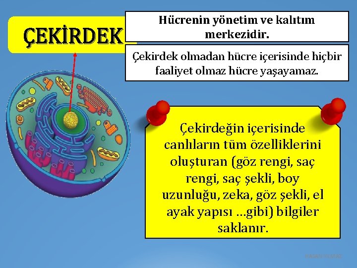 ÇEKİRDEK Hücrenin yönetim ve kalıtım merkezidir. Çekirdek olmadan hücre içerisinde hiçbir faaliyet olmaz hücre