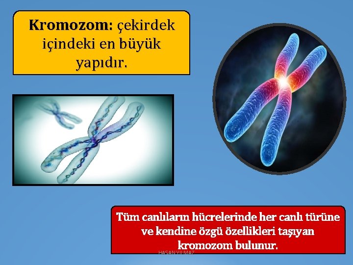 Kromozom: çekirdek içindeki en büyük yapıdır. Tüm canlıların hücrelerinde her canlı türüne ve kendine
