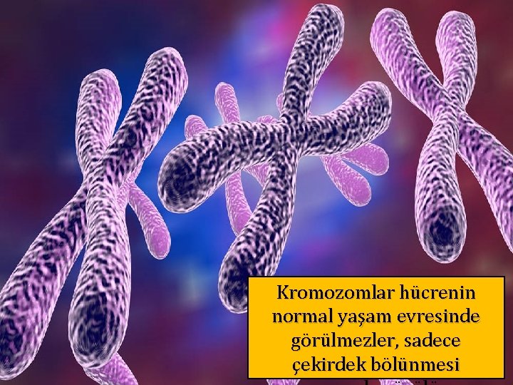 Kromozomlar hücrenin normal yaşam evresinde görülmezler, sadece çekirdek bölünmesi 