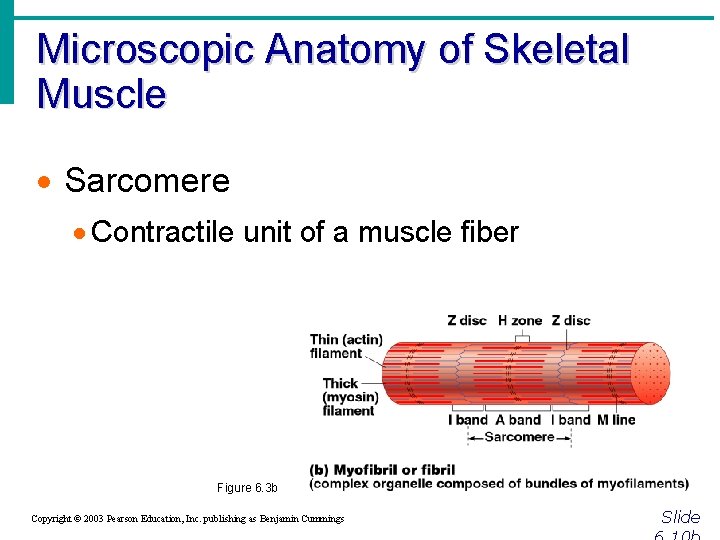 Microscopic Anatomy of Skeletal Muscle · Sarcomere · Contractile unit of a muscle fiber