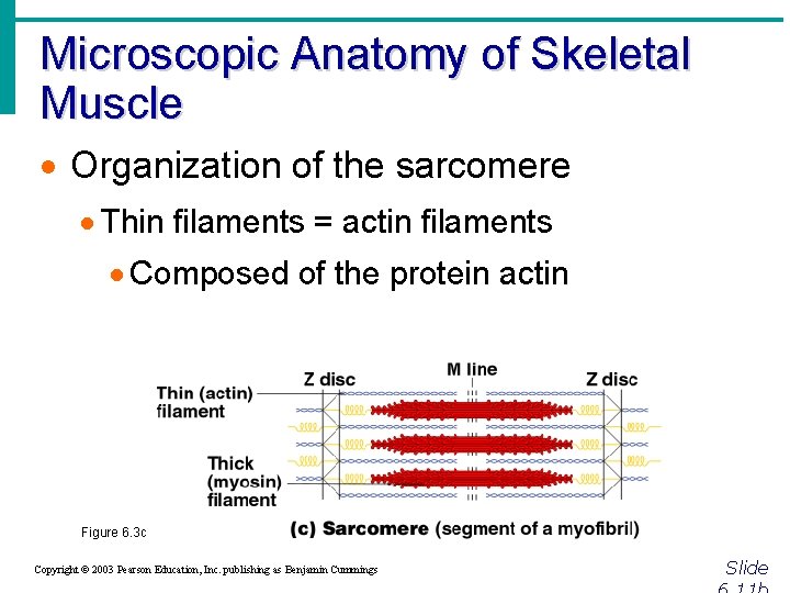 Microscopic Anatomy of Skeletal Muscle · Organization of the sarcomere · Thin filaments =