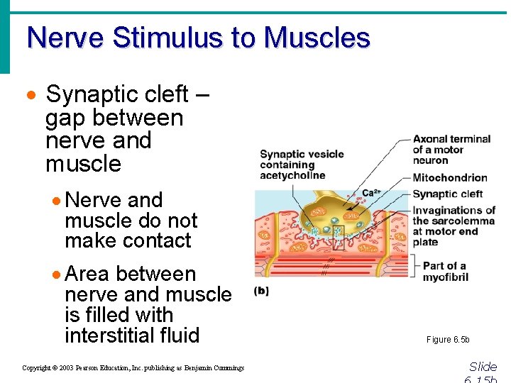 Nerve Stimulus to Muscles · Synaptic cleft – gap between nerve and muscle ·