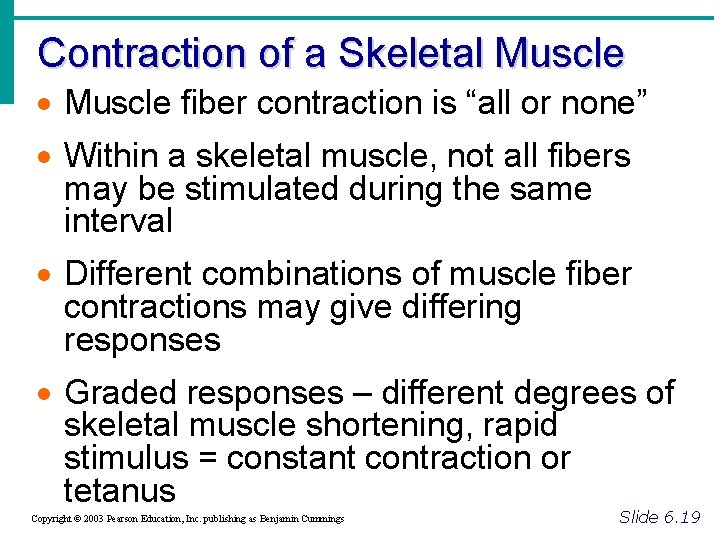 Contraction of a Skeletal Muscle · Muscle fiber contraction is “all or none” ·